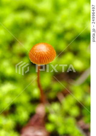 ヒメコガサ 24996497