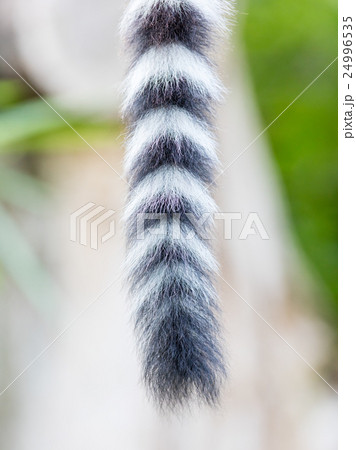 Close up of a ring-tailed lemur tail texture 24996535