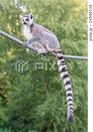 Ring-tailed lemur (Lemur catta) 24996536