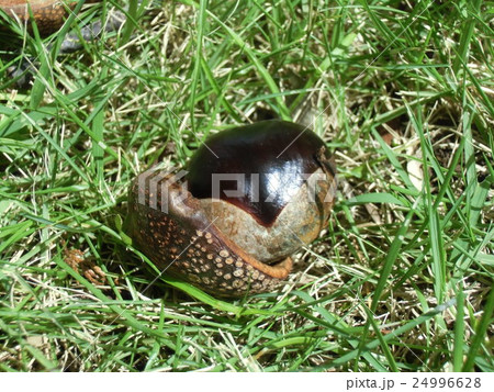 昭和の森で熟して落ちたトチノキの実 24996628