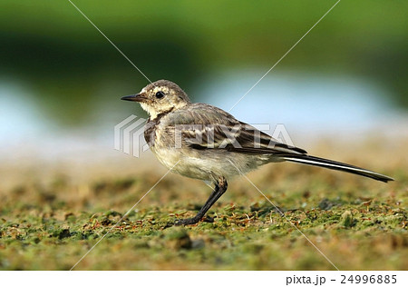 Young white wagtail 24996885