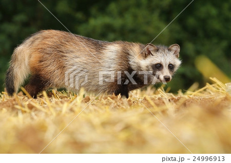 Raccoon doggy on stubble 24996913