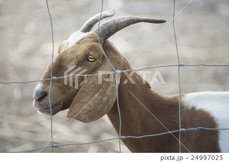 Close up face of goat in paddock, goat portrait 24997025