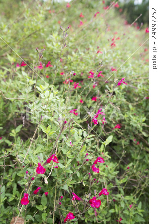 ハーブ草　パイナップルセージ 24997252