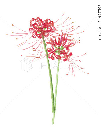 彼岸花 曼珠沙華の花のイラスト素材 24997598 Pixta