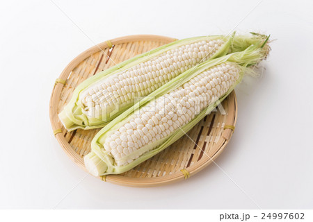 白いとうもろこし　ピュアホワイト 24997602