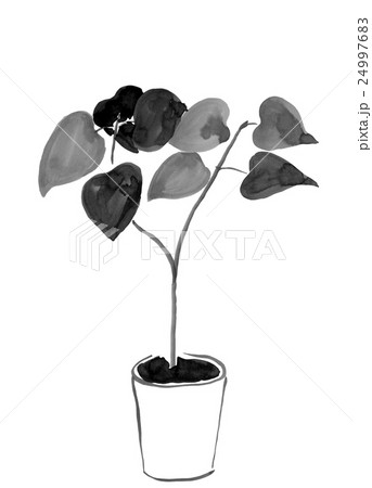 水墨画の観葉植物 ウンベラータ インテリアのイメージ のイラスト素材