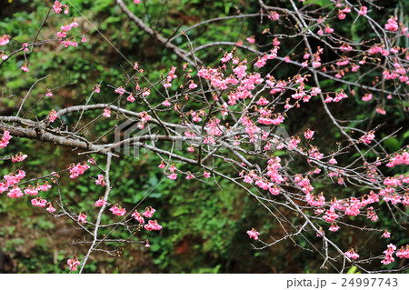 沖縄の桜 24997743