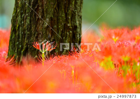 曼珠沙華 24997873