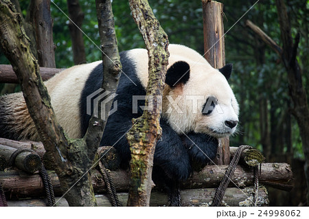 ジャイアントパンダ(中国-成都大熊猫繁育研究基地) ジャイアントパンダ(中国-成都大熊猫繁育研究基地) 24998062