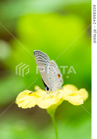 ゴーヤの花にいるクロマダラソテツシジミ ゴーヤの花にいるクロマダラソテツシジミ 24998309