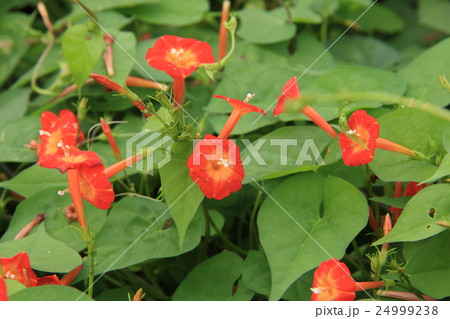 マルバルコウ マルバルコウ 24999238