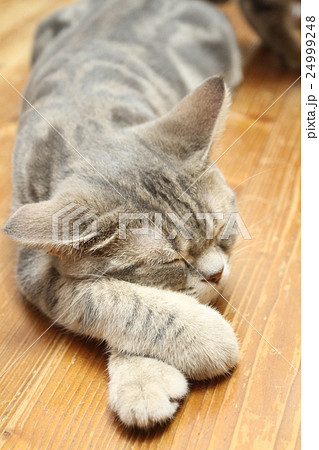 アメリカンショートヘアー　ブルータビー　アメショー 24999248