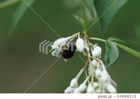 エゴの花粉を食べるコアオハナムグリの写真素材 24999313 Pixta