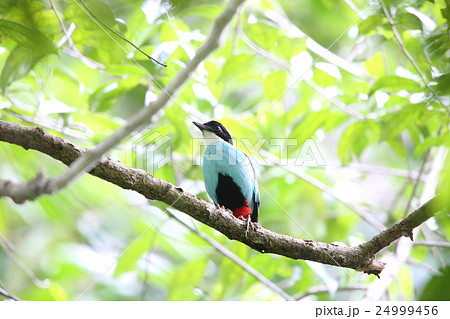 ソライロヤイロチョウ ソライロヤイロチョウ 24999456
