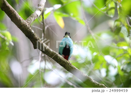 ソライロヤイロチョウ 24999459