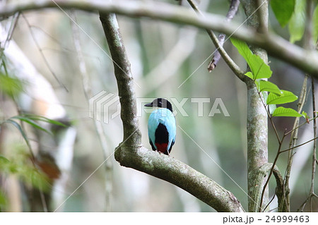 ソライロヤイロチョウ 24999463