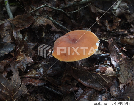 チチタケ チチタケ 24999695