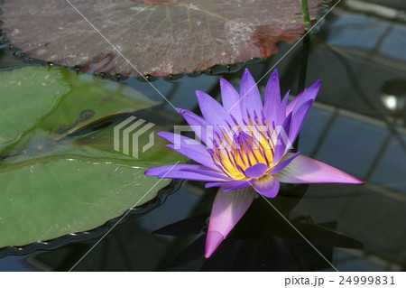 水面に浮かぶ蓮の花（紫）の写真素材 [24999831] - PIXTA