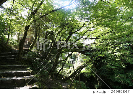 こおろぎ橋 24999847