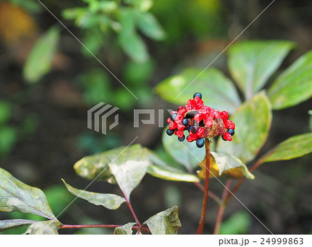 山芍薬の種の写真素材