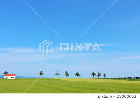 北海道　北の大地　メルヘンの丘 25000052