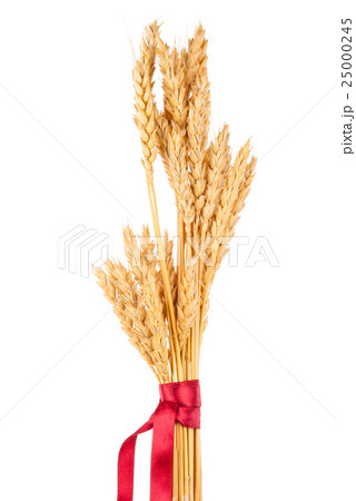 Ears of wheat tied with red ribbon Ears of wheat tied with red ribbon 25000245