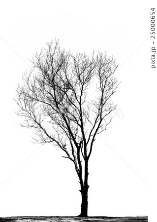 Silhouettes of dead trees. Silhouettes of dead trees. 25000654