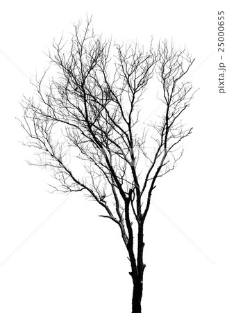 Silhouettes of dead trees. 25000655