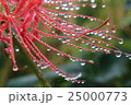 曼珠沙華1 25000773