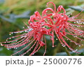 曼珠沙華2 25000776
