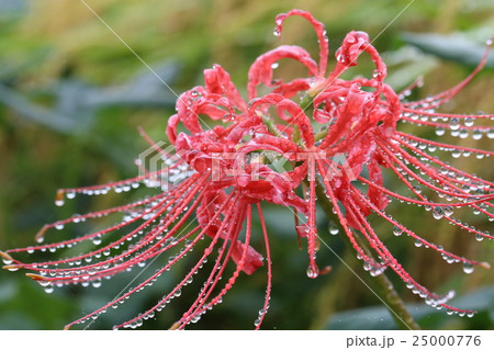 曼珠沙華2 曼珠沙華2 25000776