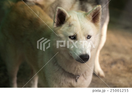 Siberian Husky dog 25001255