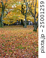 紅葉 25001259
