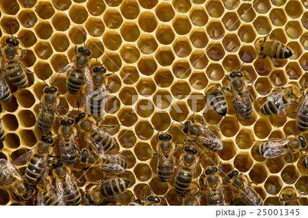 bees swarming on a honeycomb bees swarming on a honeycomb 25001345