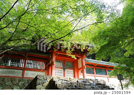 京都　神護寺　多宝塔前の青紅葉 25001594