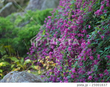 萩の花 紫 の写真素材