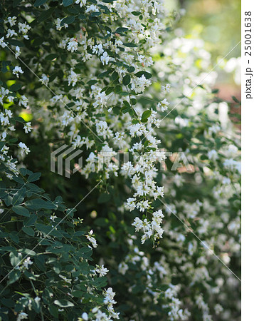 萩の花 白 の写真素材