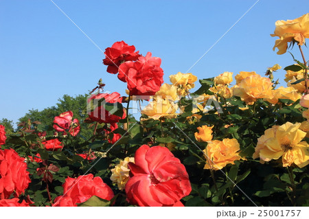 薔薇の花 25001757