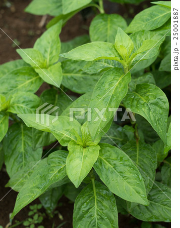 アイの葉 25001887