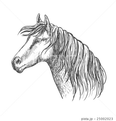 White horse with mane along neck sketch portrait 25002023