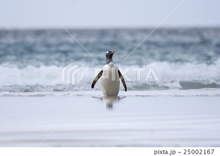 海から帰ってきたジェンツーペンギン 海から帰ってきたジェンツーペンギン 25002167