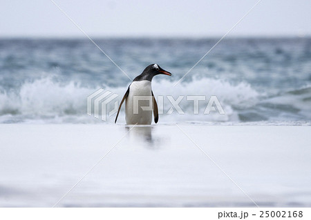 海から帰ってきたジェンツーペンギン 海から帰ってきたジェンツーペンギン 25002168