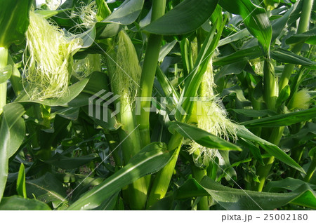 スイートコーンの開花 雌花 の写真素材