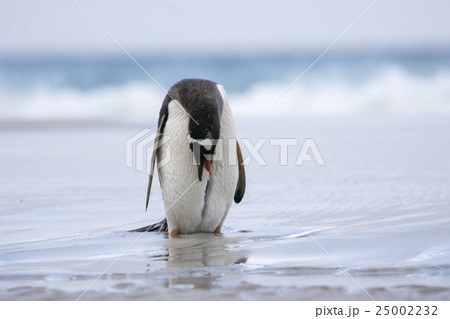 海から帰ってきたジェンツーペンギン 海から帰ってきたジェンツーペンギン 25002232