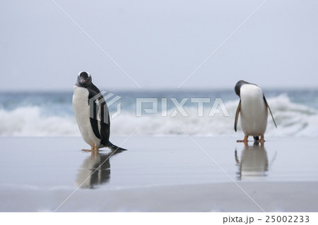 海から帰ってきたジェンツーペンギン 海から帰ってきたジェンツーペンギン 25002233