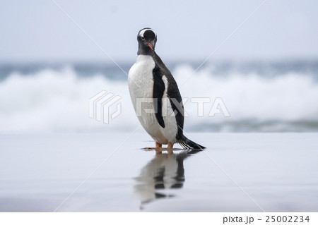 海から帰ってきたジェンツーペンギン 海から帰ってきたジェンツーペンギン 25002234