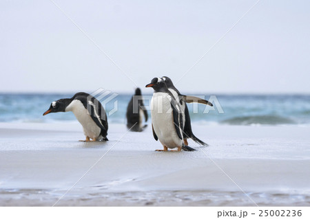 海から帰ってきたジェンツーペンギン 海から帰ってきたジェンツーペンギン 25002236
