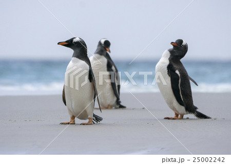 海から帰ってきたジェンツーペンギン 25002242