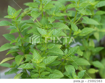 ブッシュバジル ブッシュバジル 25002363